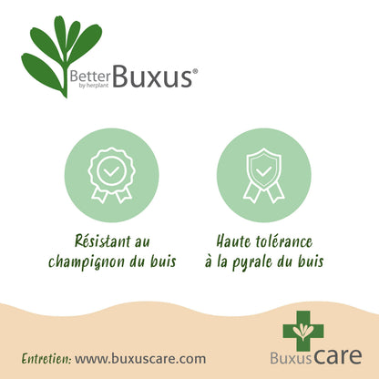 Green Boutiq - Buxus Bol - Betterbuxus Skylight - Resistant Tegen Buxus Schimmel - 2 Planten - Pot 26Cm Bol 30Cm