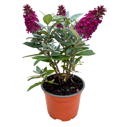 Buddleja Vlinderstruik Klein Rood