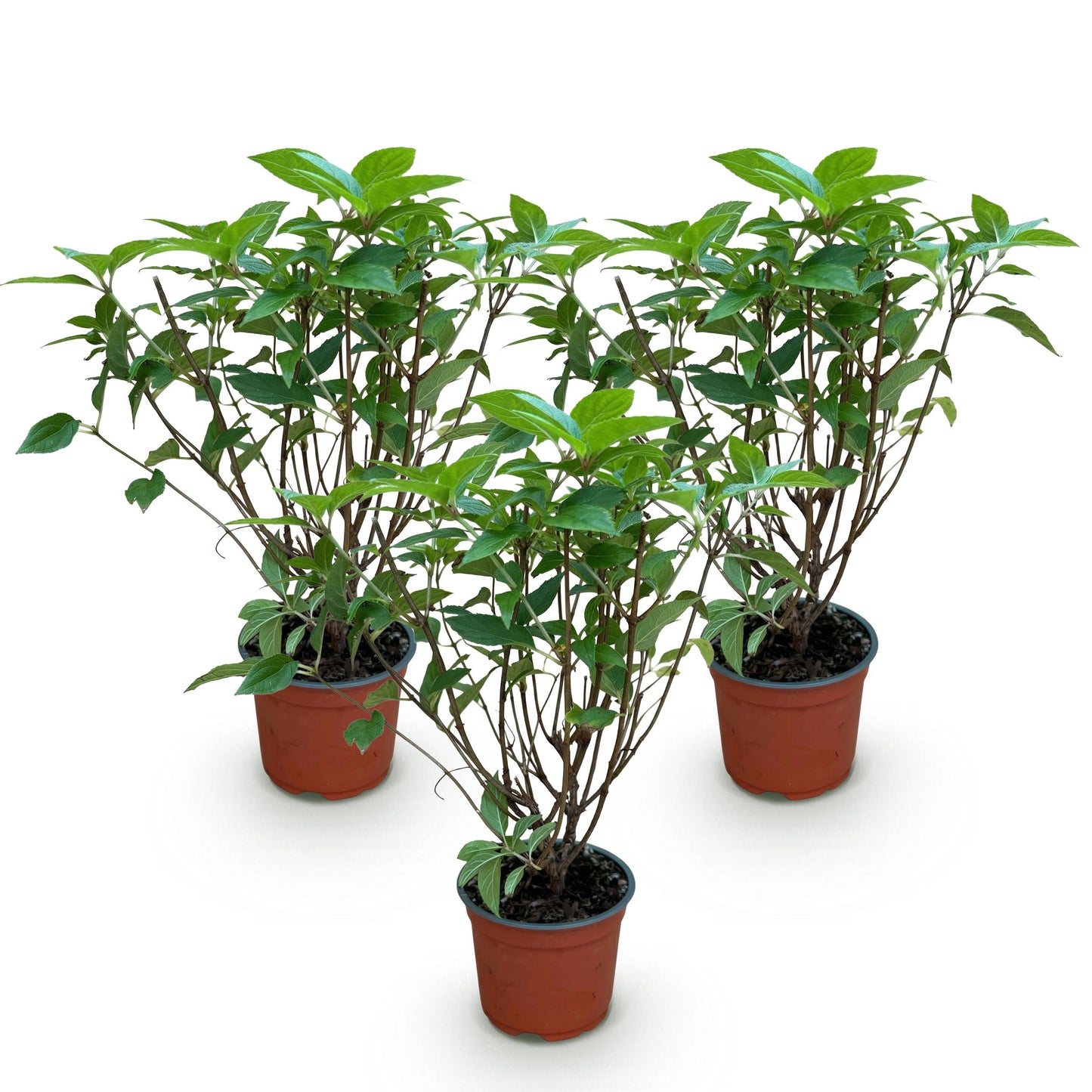 Green Boutiq - Tuinplant - Hydrangea Panniculata Limelight - Pluimhortensia - Winterhard - Lime Groen - 3 Planten - Pot 12Cm - Hoogte Hoogte 20-30Cm