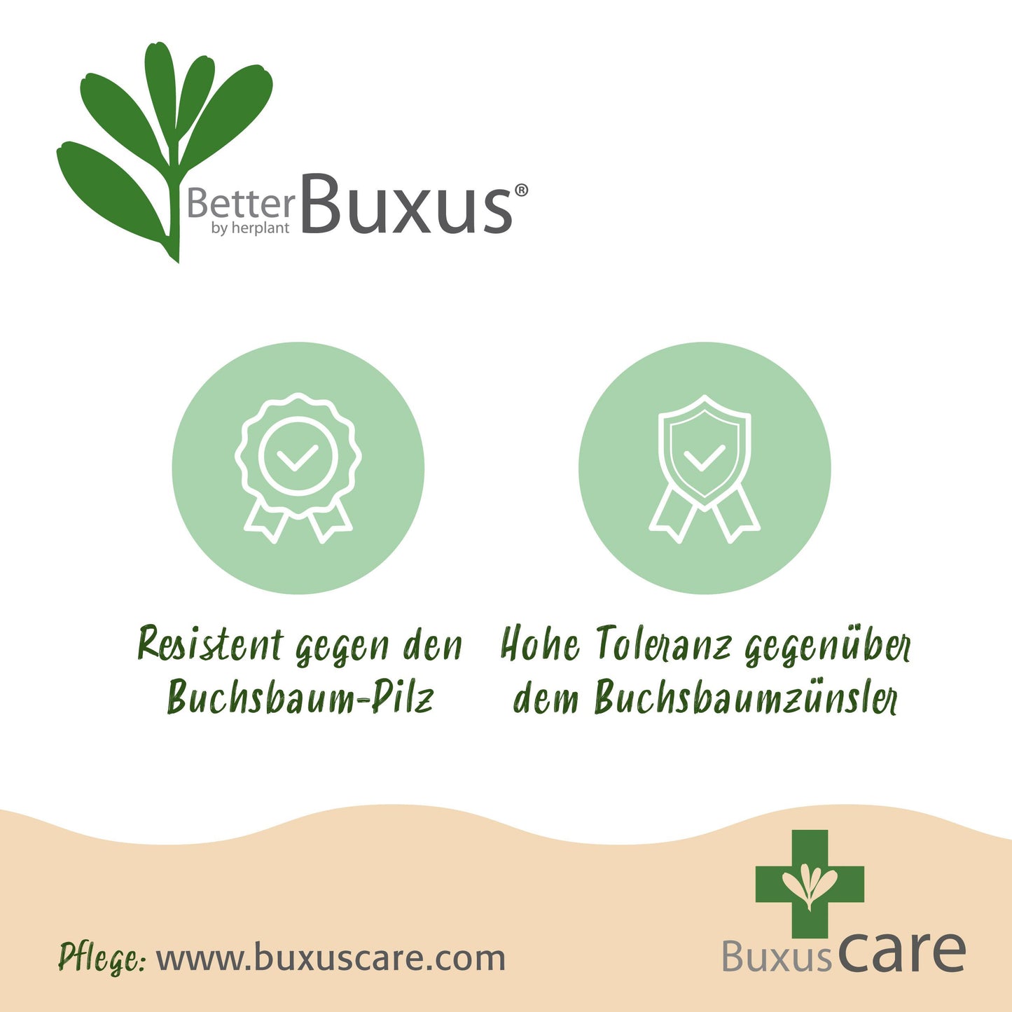 Green Boutiq - Buxus Bol - Betterbuxus Skylight - Resistant Tegen Buxus Schimmel - 2 Planten - Pot 26Cm Bol 30Cm