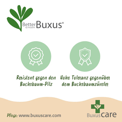 Green Boutiq - Buxus Bol - Betterbuxus Skylight - Resistant Tegen Buxus Schimmel - 2 Planten - Pot 26Cm Bol 30Cm
