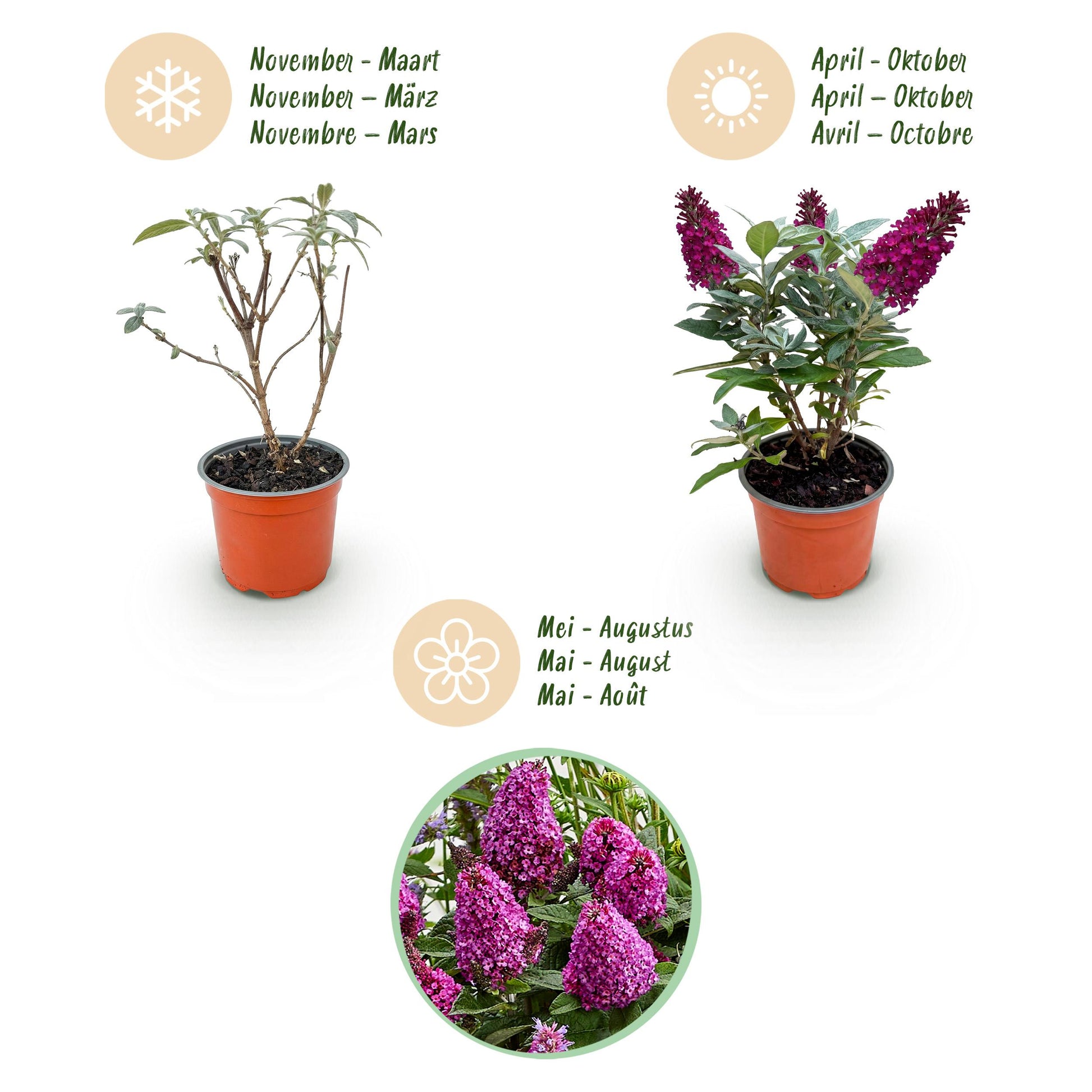 Green Boutiq - Tuinplant - Buddleja Davidii Butterfly Candy Little Ruby - Vlinderstruik - Compact - Rood - 1 Plant - Pot 12Cm - Hoogte 20-25Cm