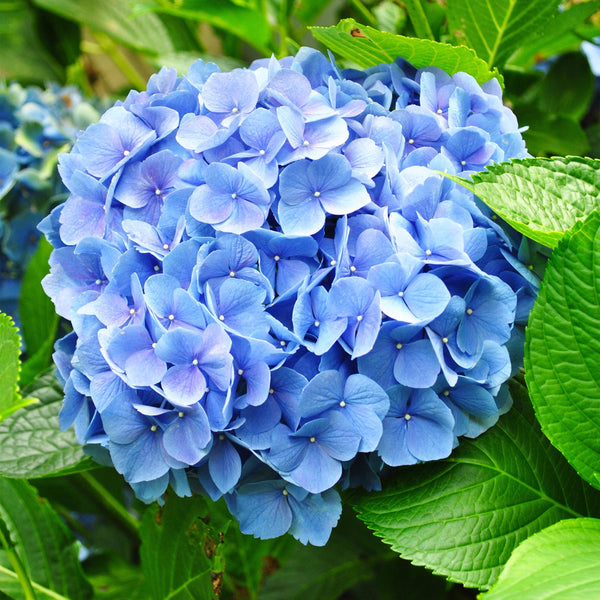 Blauwe Bloementuin Hortensia