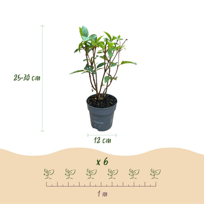 Green Boutiq - Tuinplant - Hydrangea Panniculata Living Pink & Rose - Pluimhortensia - Winterhard - Roze - 3 Planten - Pot 12Cm - Hoogte Hoogte 20-30Cm