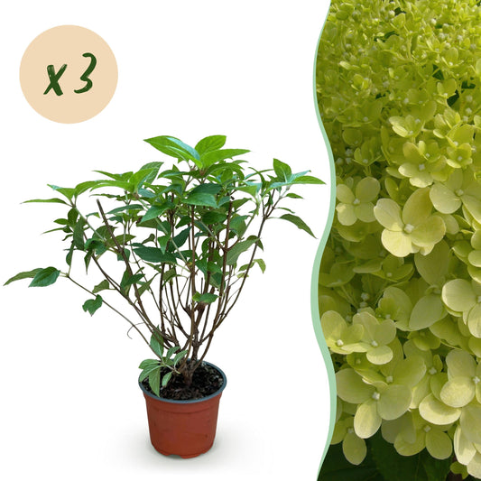 Pluimhortensia Limelight Set